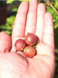 Groseiller à maquereau 'Freedonia'