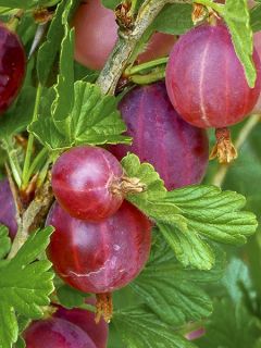 Groseiller à maquereau 'Hinnonmaki rouge'