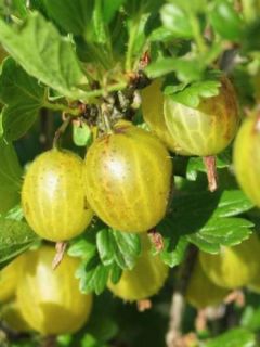 Groseillier à maquereaux Golden Drop - Ribes uva crispa