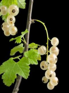 Groseiller -blanc- Groseiller -blanc-