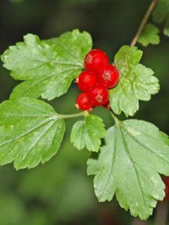 Groseiller des Alpes