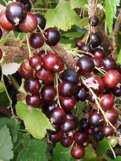 Groseiller 'Jostaberry'