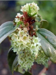 Ribes laurifolium - Groseillier à feuilles de laurier
