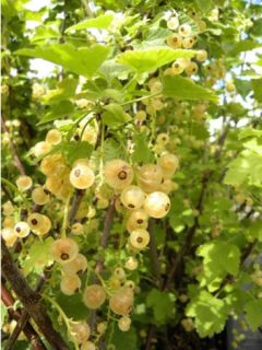 Groseillier 'Blanka' Groseillier 'Blanka'