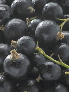 Groseillier 'Delbard Robusta'