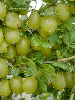 Groseillier 'Hinnonmaki vert'