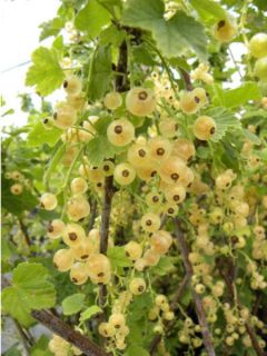 Groseillier à grappes Hollande blanche - Ribes rubrum Groseillier à grappes Hollande blanche - Ribes rubrum