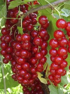 Groseillier 'Jonkheer van Tets' Groseillier 'Jonkheer van Tets'