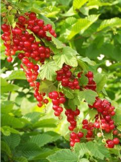 Groseillier à grappes rouges Junifer - Ribes rubrum Groseillier à grappes rouges Junifer - Ribes rubrum