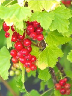 Groseillier à grappes rouges London Market - Ribes rubrum Groseillier à grappes rouges London Market - Ribes rubrum