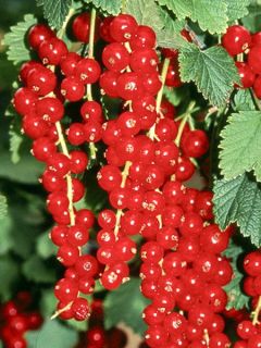 Groseillier 'Premiere Groseille Raisin Deltir' Groseillier 'Premiere Groseille Raisin Deltir'