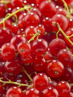 Groseillier 'Red Lake Améliorée' Groseillier 'Red Lake Améliorée'