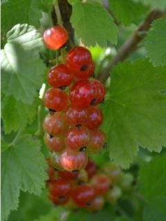 Groseillier 'Rolan' Groseillier 'Rolan'