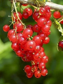 Groseillier 'Versaillaise Rouge' Groseillier 'Versaillaise Rouge'