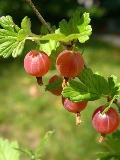 Groseillier à maquereaux Winham's Industry - Ribes uva crispa