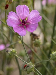 Guimauve faux-chanvre