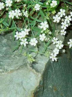 Gypsophile rampant 'Alba'