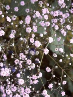 Gypsophile 'Rosenschleier'