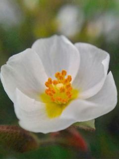 Halimium  'April Snow'