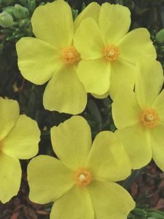 Halimium  'April Sun'