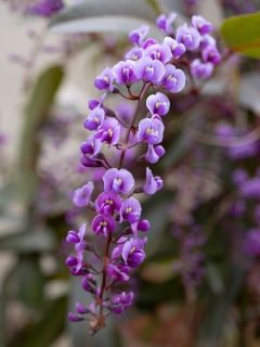 Hardenbergie violacea