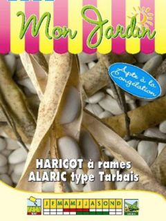 Haricot à rames 'Alaric'
