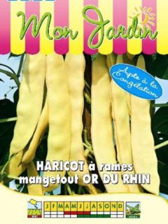 Haricot à rames beurre 'Or du Rhin'