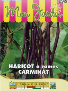 Haricot à rames mangetout Carminat
