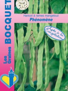 Haricot à rames mangetout Phénomène