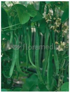 Haricot à rames plat 'Planeta'