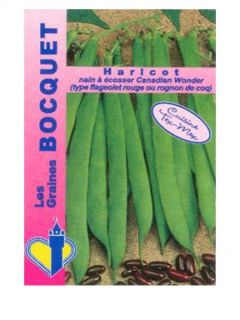 Haricot nain à écosser 'Canadian Wonder'