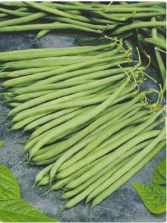 Haricot nain à filet Altona