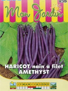 Haricot nain à filet 'Amethyst'