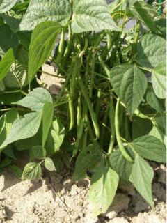 Haricot nain à filet Odeon