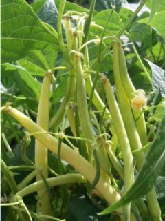 Haricot nain mangetout beurre Minidor