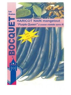 Haricot nain mangetout Purple Queen
