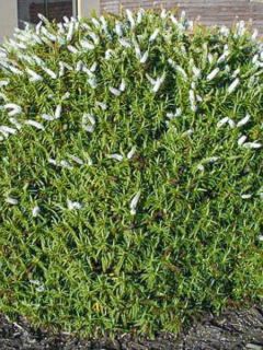 Hébé, Véronique arbustive brachysiphon