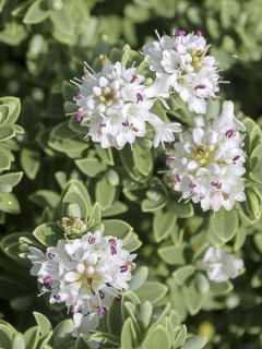 Hébé, Véronique arbustive 'Sutherlandii '