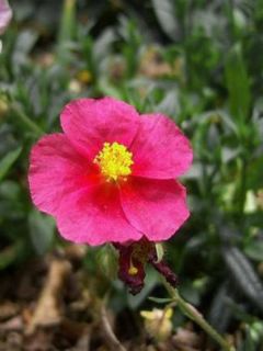 Hélianthème 'Hartswood Ruby'