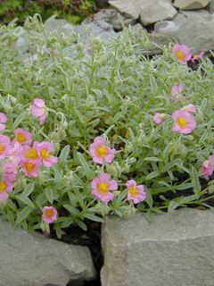 Helianthemum Rhodanthe Carneum (Wisley Pink) - Hélianthème hybride rose pastel.