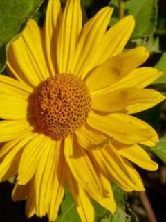 Heliopsis helianthoides Mars - Héliopsis faux hélianthe 