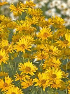 Héliopside 'Spitzentanzerin'