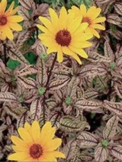 Heliopsis Summer Pink - Héliopsis faux hélianthe