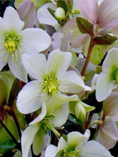 Hellébore 'Emma'