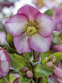 Hellébore 'Ice'n Rose Pink' Hellébore 'Ice'n Rose Pink'
