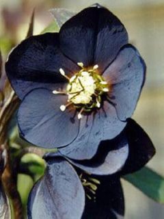 Hellébore orientale 'Black'