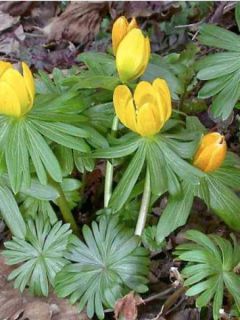Eranthis Hyemalis