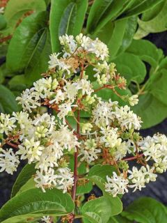 Heptacodium 'Tianshan'
