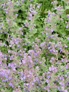 Herbe à chat, Chataire 'Kit Kat'