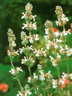 Herbe à chat, Chataire 'Snowflake'